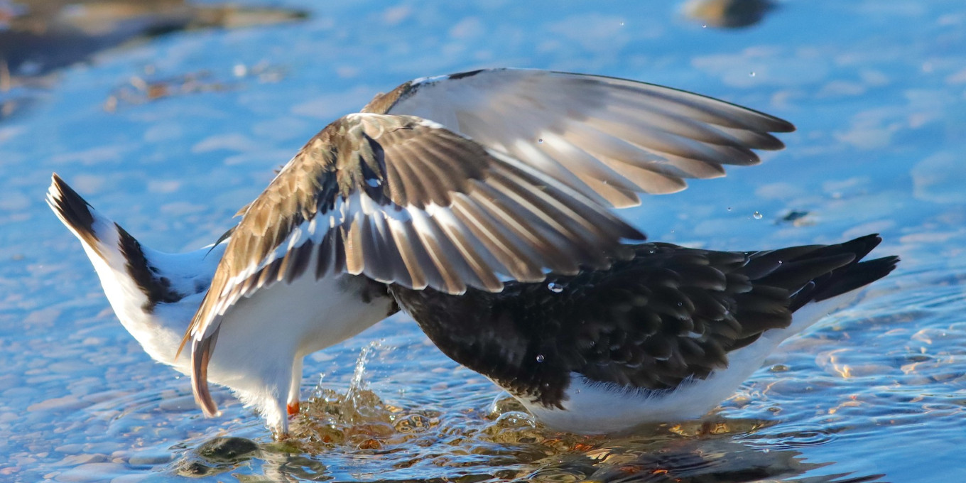 L’OISEAU MAG n°160 : photo mystère